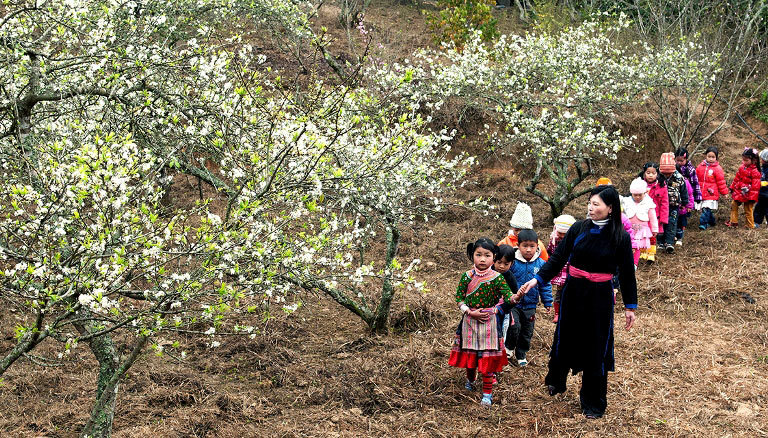Hoa mận, hoa đào rực rỡ đầu Xuân trên cao nguyên Mộc Châu - Ảnh 10