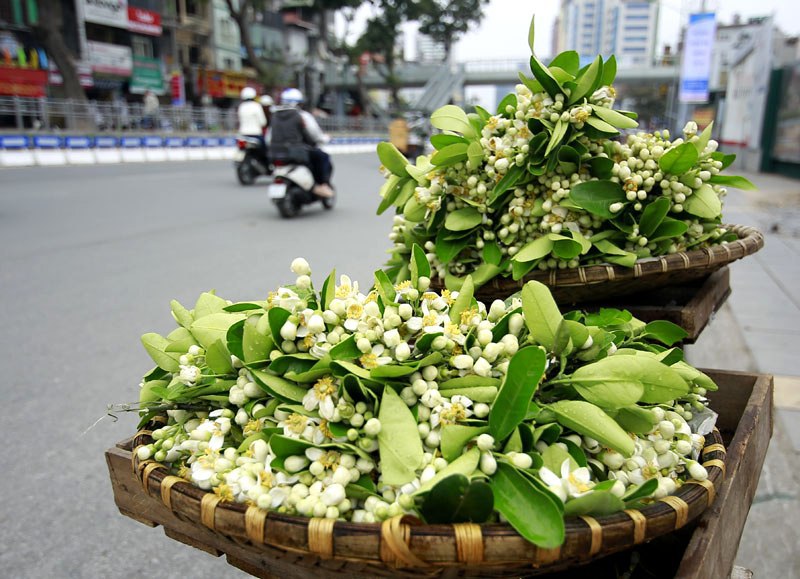 Hoa bưởi ngát hương khắp phố phường Hà Nội - Ảnh 10