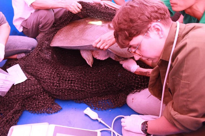 Cận cảnh cá thể rùa Hoàn Kiếm bắt được tại hồ Đồng Mô - Ảnh 7