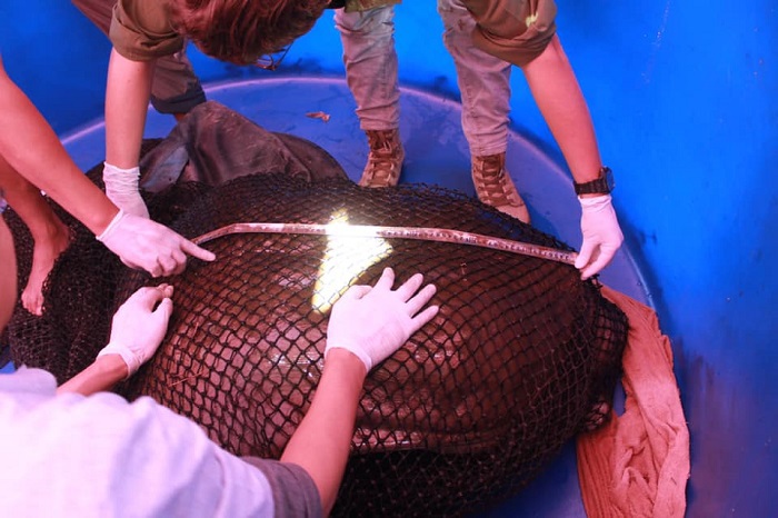 Cận cảnh cá thể rùa Hoàn Kiếm bắt được tại hồ Đồng Mô - Ảnh 4