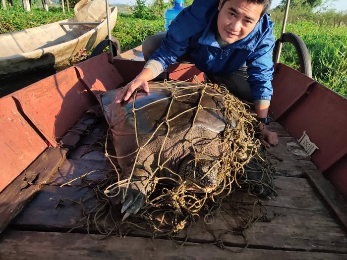 Cận cảnh cá thể rùa Hoàn Kiếm bắt được tại hồ Đồng Mô - Ảnh 2