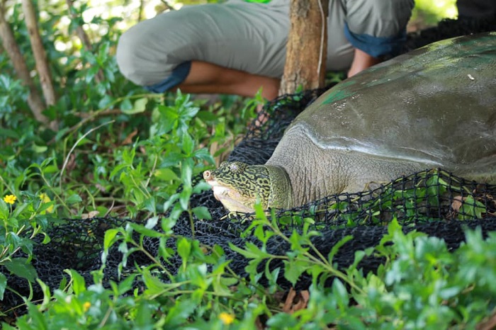Cận cảnh cá thể rùa Hoàn Kiếm bắt được tại hồ Đồng Mô - Ảnh 8