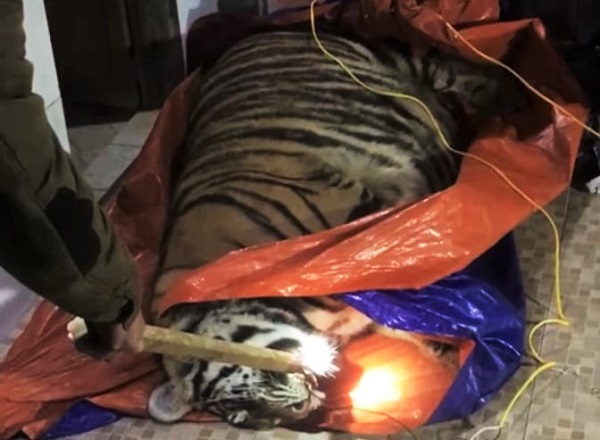 Cá thể Hổ nặng khoảng 250 kg được phát hiện trong nhà dân tại Hà Tĩnh - Ảnh 1