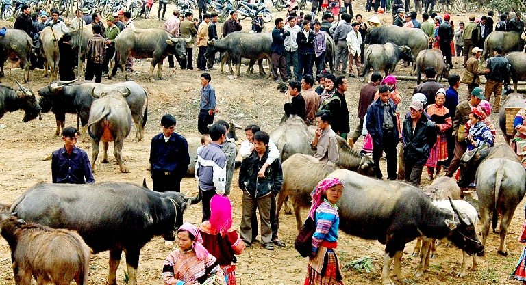 Mùa xuân trên cao nguyên đá Hà Giang - Ảnh 15