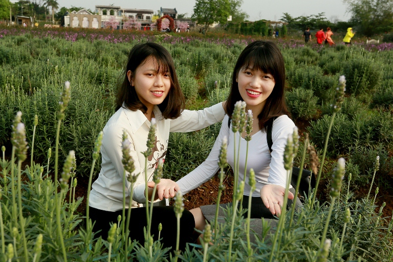Vườn hoa oải hương rộng gần 1500m2 đẹp mê hồn tại Hà Nội - Ảnh 9