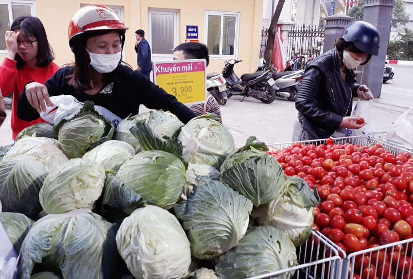 Co.opmart hỗ trợ doanh nghiệp nông sản Hà Nội tiêu thụ 30 tấn rau/tuần - Ảnh 2