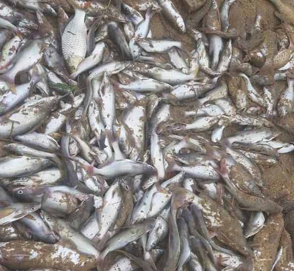 Nghệ An: Truy tìm nguyên nhân cá chết nổi nhiều trên sông Con - Ảnh 1