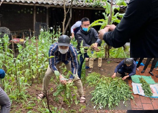 Hà Nội: Phát hiện hộ dân trồng cả vườn cây thuốc phiện ở Tây Tựu - Ảnh 1