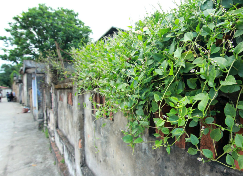 Ngôi làng 500 tuổi ở Hà Nội kích thích sự tò mò - Ảnh 18