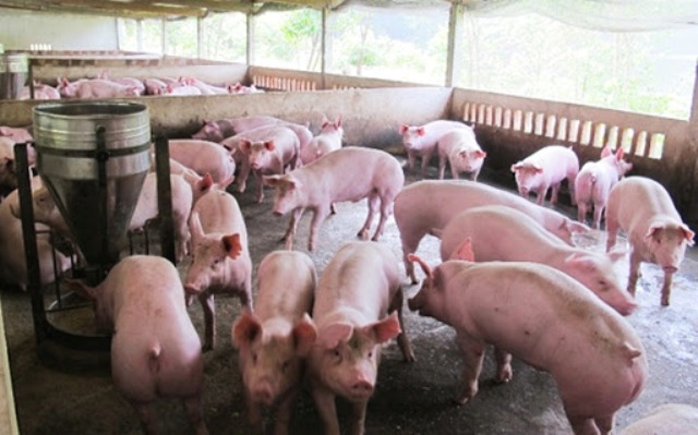 Hà Nội: Xử phạt hộ chăn nuôi tái đàn lợn không khai báo - Ảnh 1