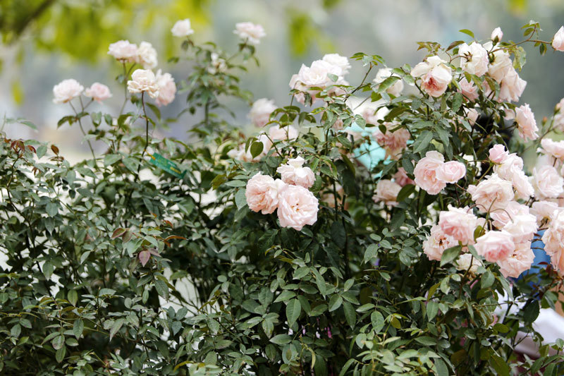 300 loài Hoa hồng vẫy gọi du khách đến công viên Thống Nhất - Ảnh 5