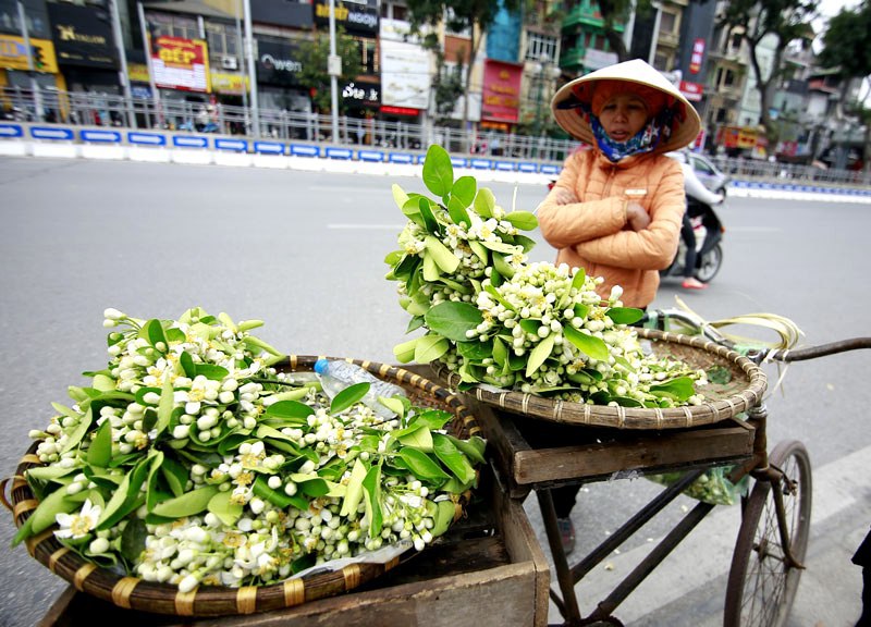 Hoa bưởi ngát hương khắp phố phường Hà Nội - Ảnh 15