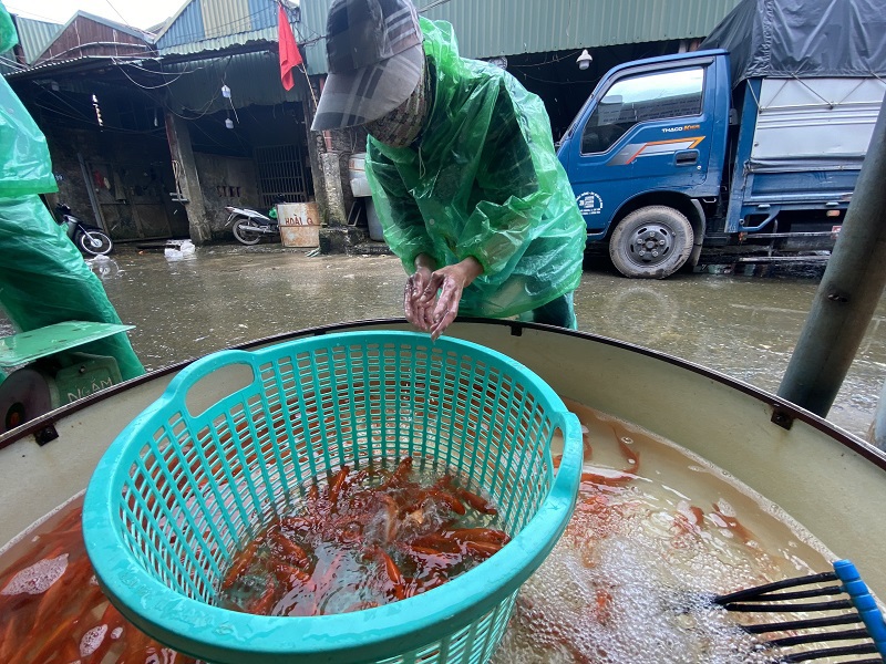 [Ảnh] Chợ cá lớn nhất Hà Nội tấp nập buôn bán trước ngày ông Công ông Táo - Ảnh 12