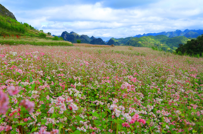 Hà Giang đẹp ngỡ ngàng những ngày chớm Đông - Ảnh 3