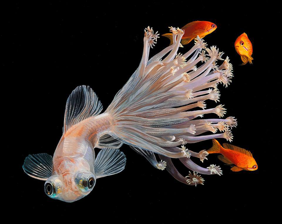 San hô nở hoa trên đuôi một chú cá - Ảnh 6