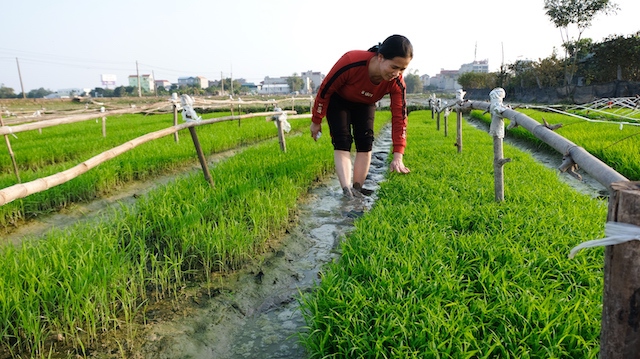 [Ảnh] Chiều mùng 3 Tết, nông dân rục rịch xuống đồng sản xuất vụ Xuân - Ảnh 3