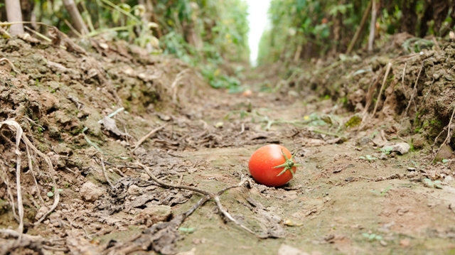 [Ảnh] Hà Nội: Củ cải, cà chua Mê Linh rớt giá, chờ được hỗ trợ tiêu thụ - Ảnh 7