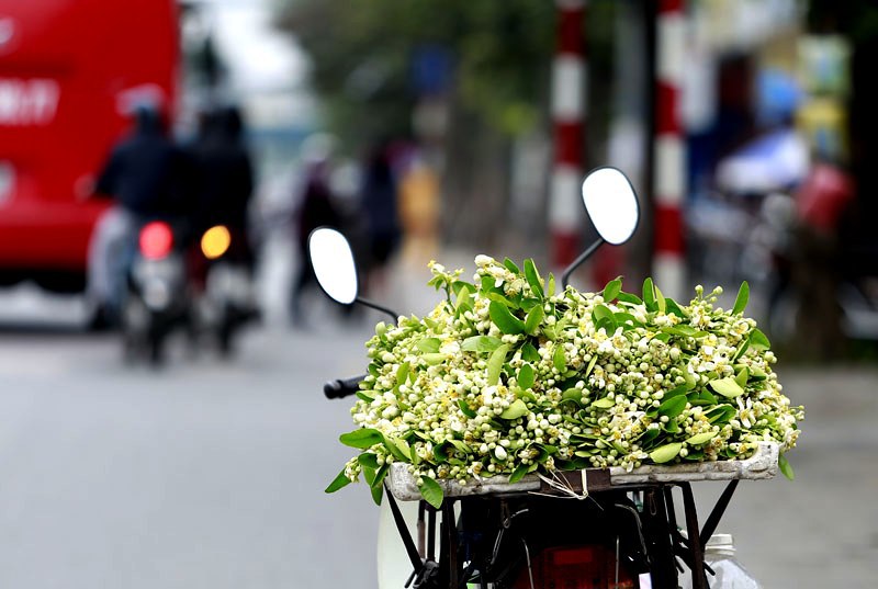 Hoa bưởi ngát hương khắp phố phường Hà Nội - Ảnh 16