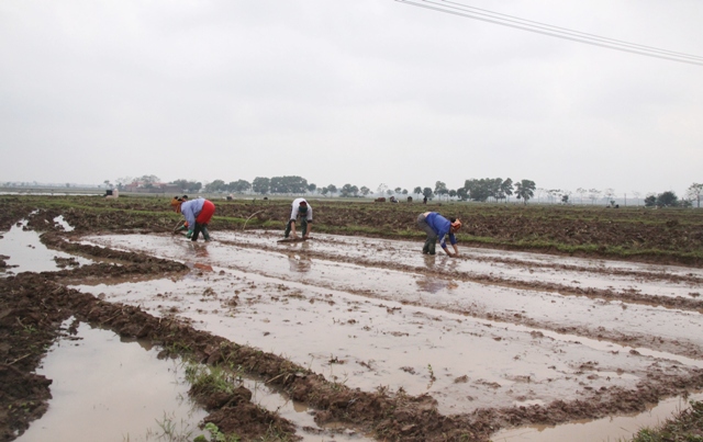 Hà Nội: Nhiều địa phương chưa gieo cấy vụ Xuân 2021 - Ảnh 1