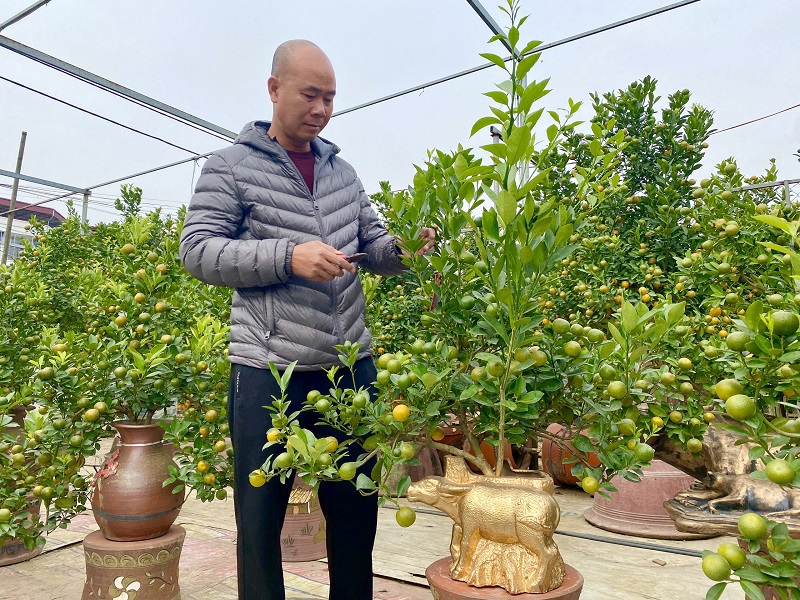 Trâu vàng cõng quất bonsai sẵn sàng cho dịp Tết Tân Sửu 2021 - Ảnh 5