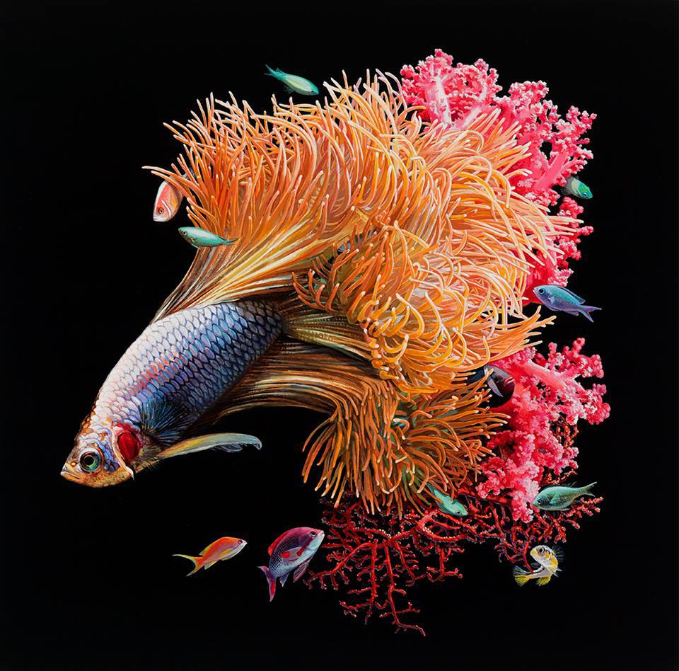 San hô nở hoa trên đuôi một chú cá - Ảnh 7