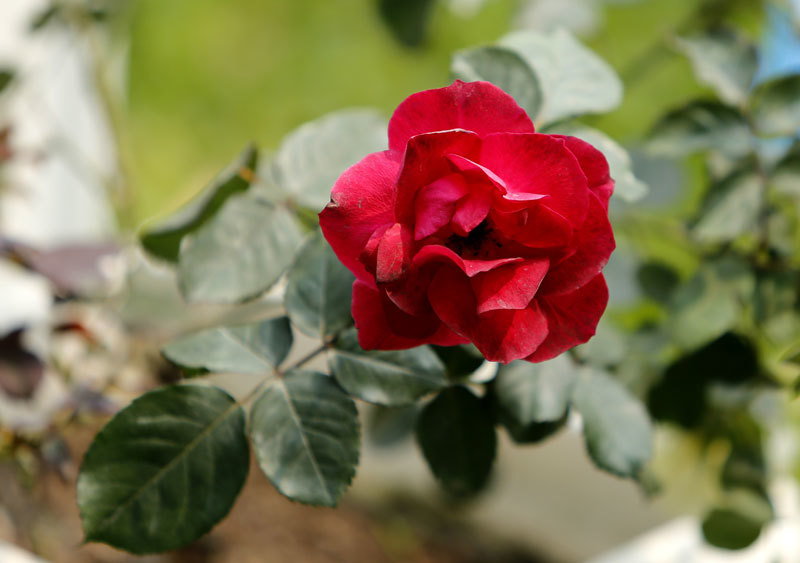 300 loài Hoa hồng vẫy gọi du khách đến công viên Thống Nhất - Ảnh 16