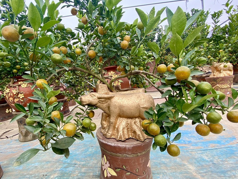 Trâu vàng cõng quất bonsai sẵn sàng cho dịp Tết Tân Sửu 2021 - Ảnh 4