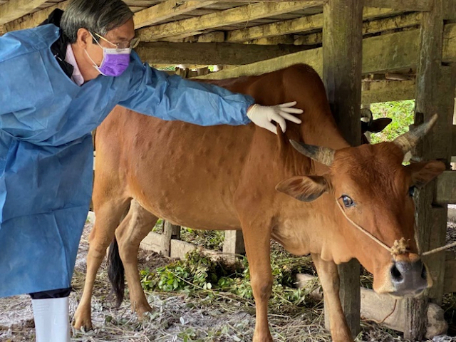 Bệnh viêm da nổi cục trên trâu, bò xuất hiện tại Hà Nội - Ảnh 1