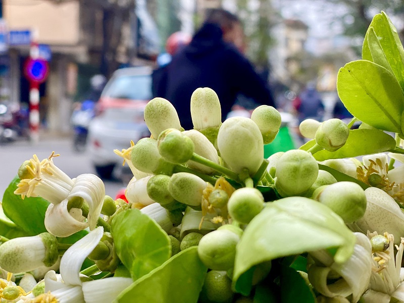 [Ảnh] Hoa bưởi nồng nàn khắp phố phường Hà Nội - Ảnh 5