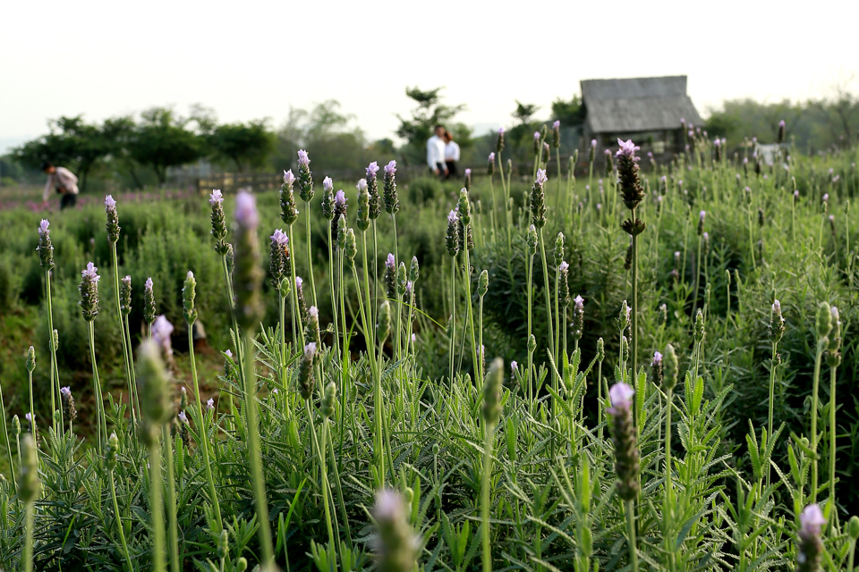 Vườn hoa oải hương rộng gần 1500m2 đẹp mê hồn tại Hà Nội - Ảnh 11