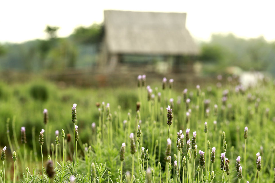 Vườn hoa oải hương rộng gần 1500m2 đẹp mê hồn tại Hà Nội - Ảnh 12