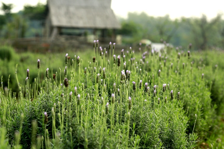 Vườn hoa oải hương rộng gần 1500m2 đẹp mê hồn tại Hà Nội - Ảnh 4