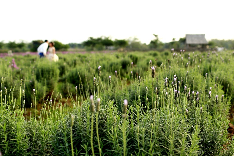 Vườn hoa oải hương rộng gần 1500m2 đẹp mê hồn tại Hà Nội - Ảnh 7