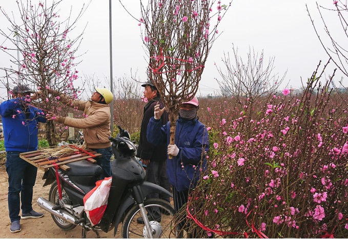 Phong phú hoa, cây cảnh chơi Tết Nguyên đán Tân Sửu - Ảnh 1