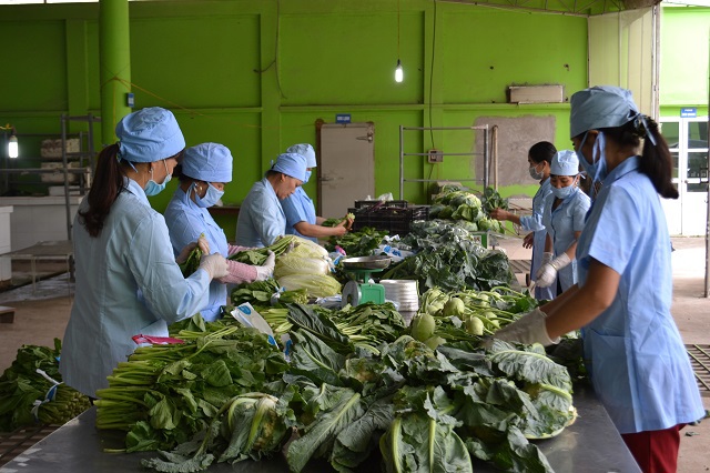 Phát triển chuỗi nông sản an toàn: Hà Nội đi đầu cả nước - Ảnh 1