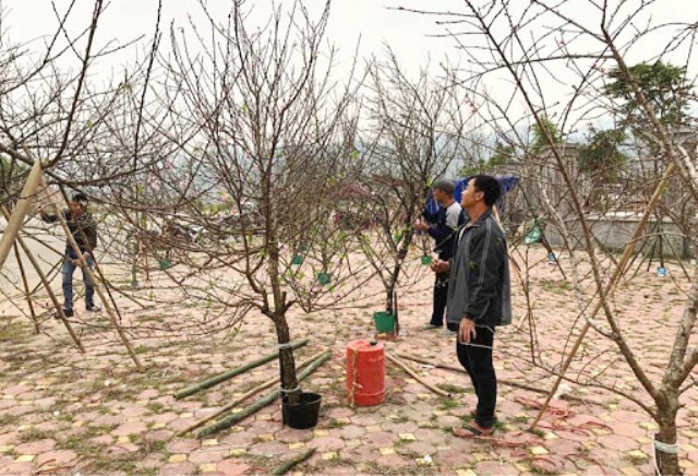 Bộ NN&PTNT: Người dân tự quyết việc khai thác đào ngoài diện tích rừng - Ảnh 1