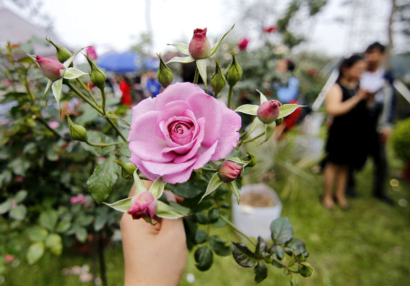300 loài Hoa hồng vẫy gọi du khách đến công viên Thống Nhất - Ảnh 20