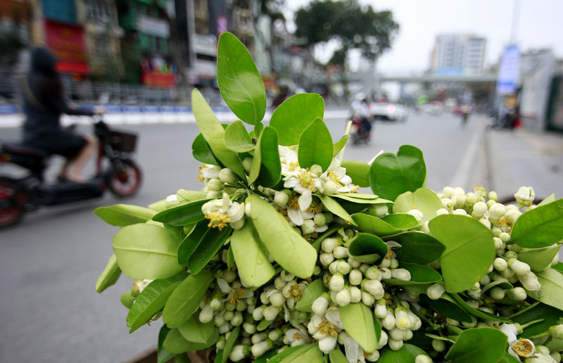 Hoa bưởi ngát hương khắp phố phường Hà Nội - Ảnh 14