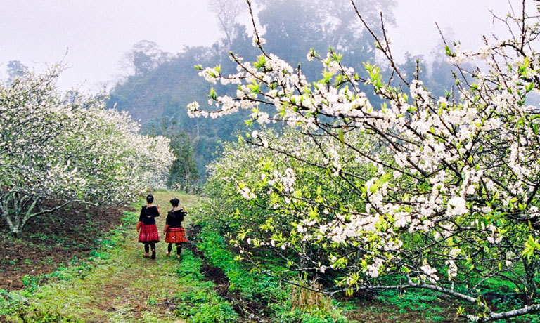 Hoa mận, hoa đào rực rỡ đầu Xuân trên cao nguyên Mộc Châu - Ảnh 5