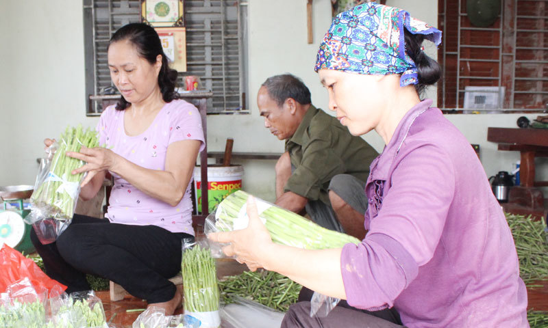 Hồng Thái đa dạng hóa các mô hình sản xuất - Ảnh 1