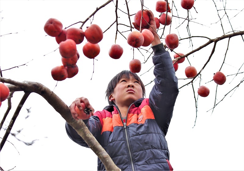 Nghệ An: Đào nở rộ, hồng chín đỏ cây trên “cổng trời” Mường Lống - Ảnh 10