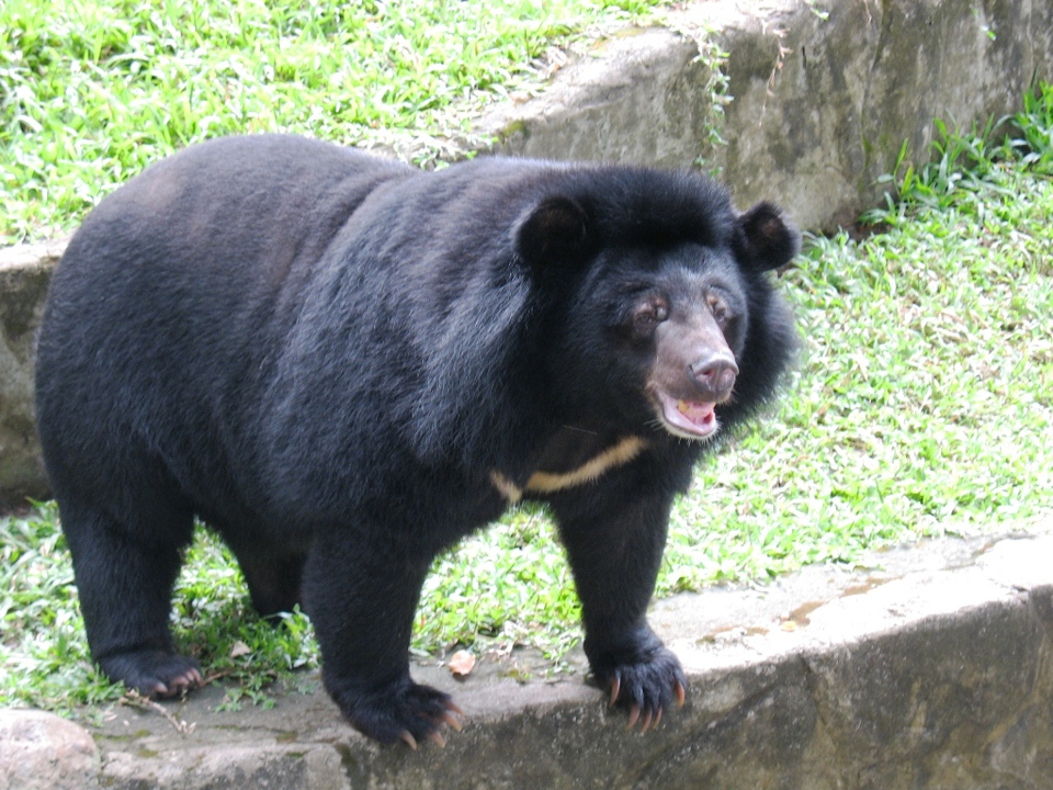 Dạo chơi giữa thiên nhiên kỳ thú tại FLC Zoo Safari Park - Ảnh 6