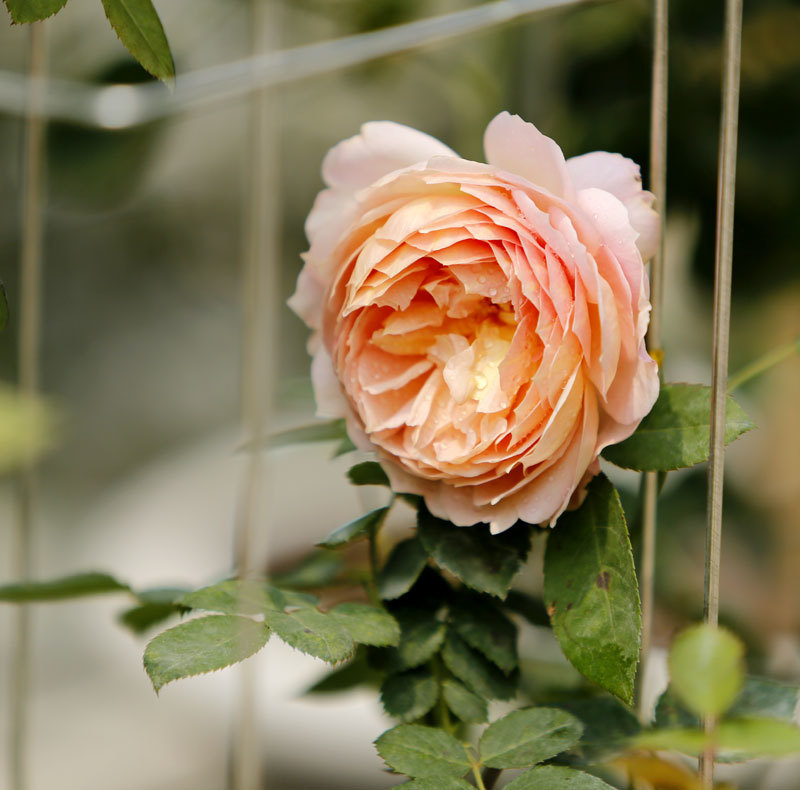 300 loài Hoa hồng vẫy gọi du khách đến công viên Thống Nhất - Ảnh 7