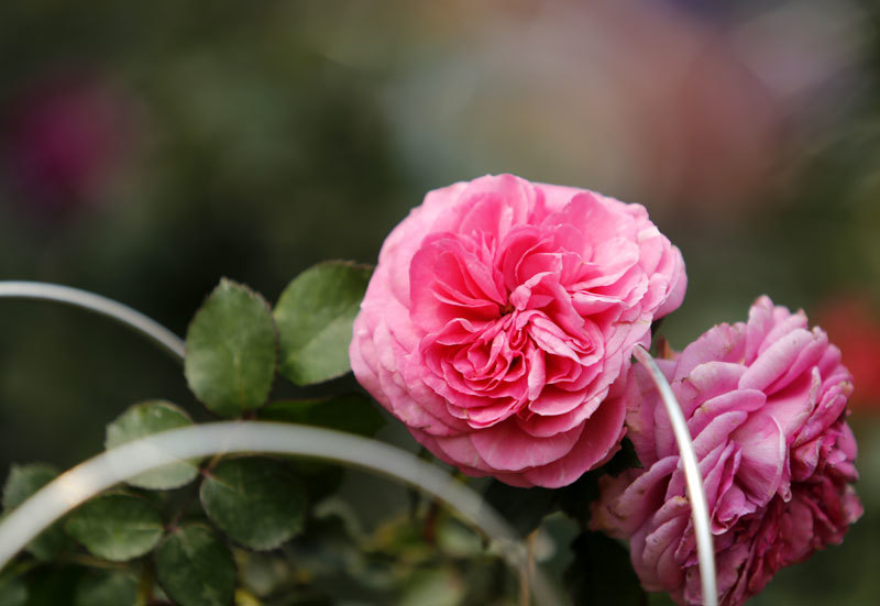 300 loài Hoa hồng vẫy gọi du khách đến công viên Thống Nhất - Ảnh 2