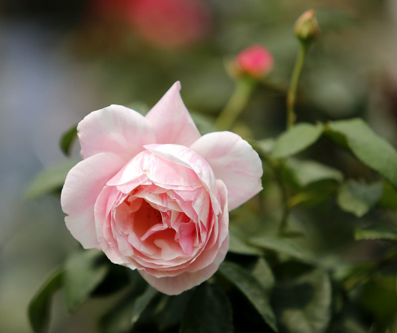 300 loài Hoa hồng vẫy gọi du khách đến công viên Thống Nhất - Ảnh 17