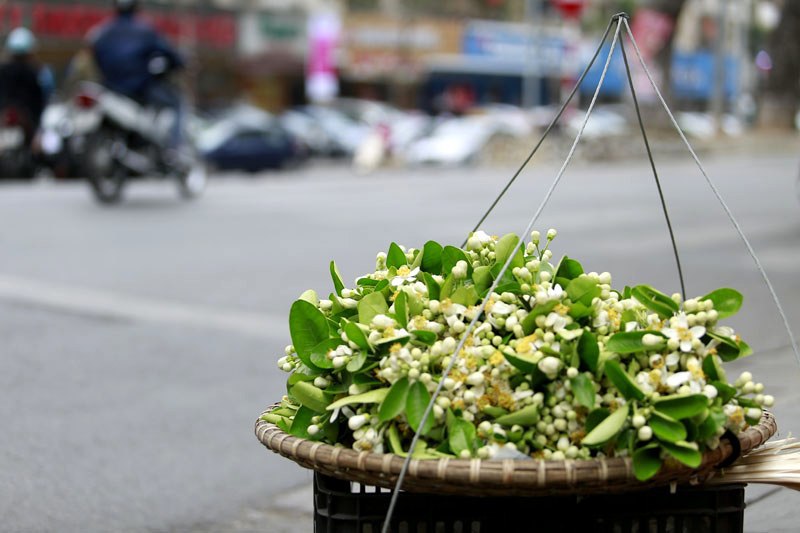 Hoa bưởi ngát hương khắp phố phường Hà Nội - Ảnh 3
