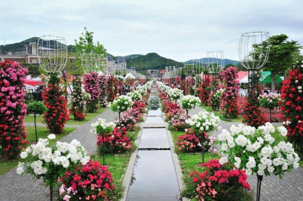 Hơn 300 loài hoa hồng sẽ khoe sắc tại công viên Thống nhất dịp 8/3 - Ảnh 3