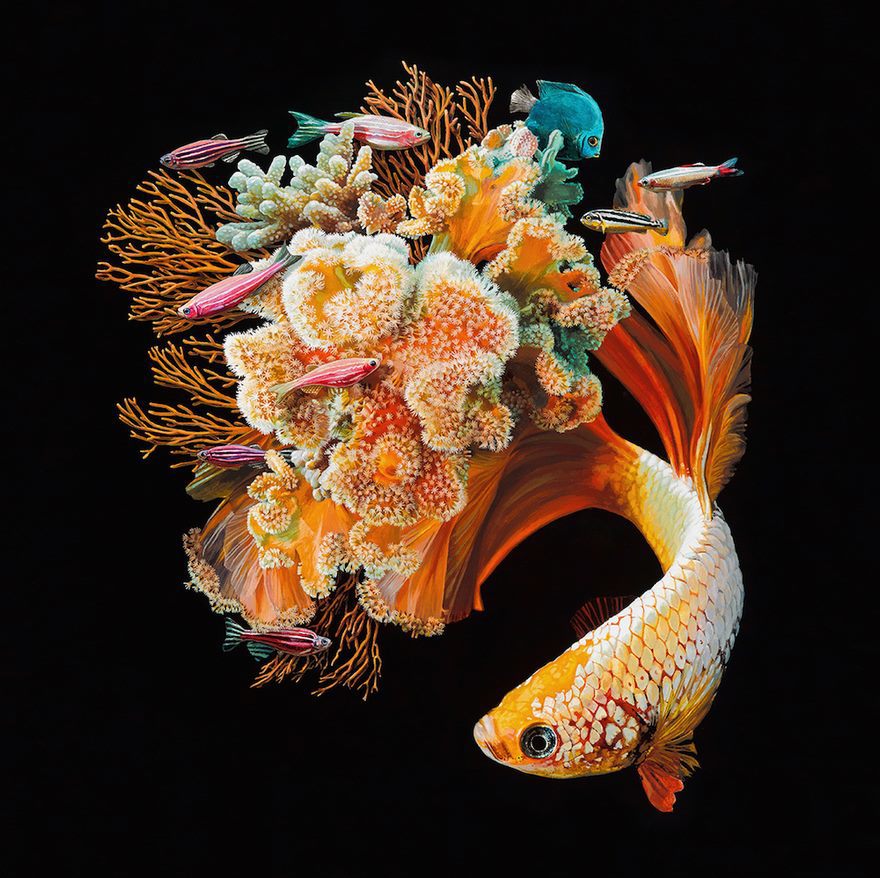 San hô nở hoa trên đuôi một chú cá - Ảnh 1