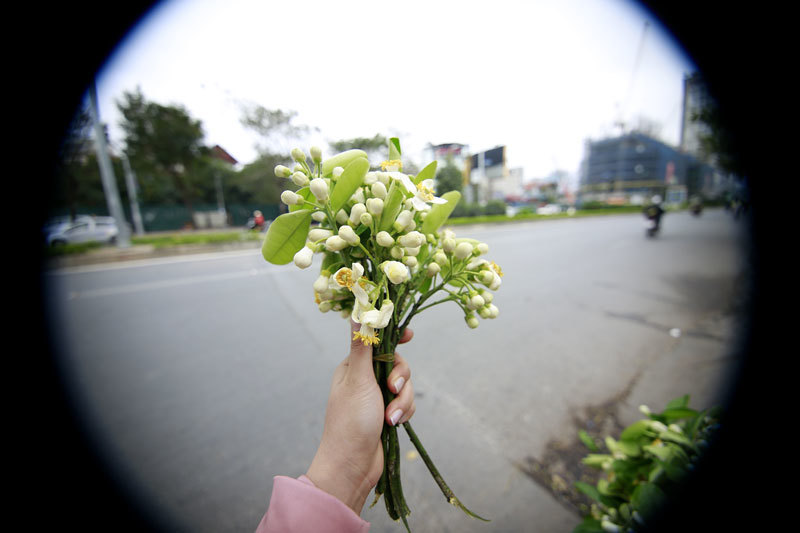 Hoa bưởi ngát hương khắp phố phường Hà Nội - Ảnh 12