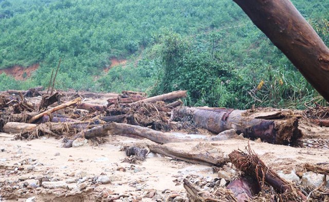 Gần 150.000ha rừng bị thiệt hại do thiên tai - Ảnh 1